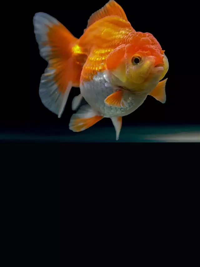 Get to Know Orandas : Oranda goldfish overview 